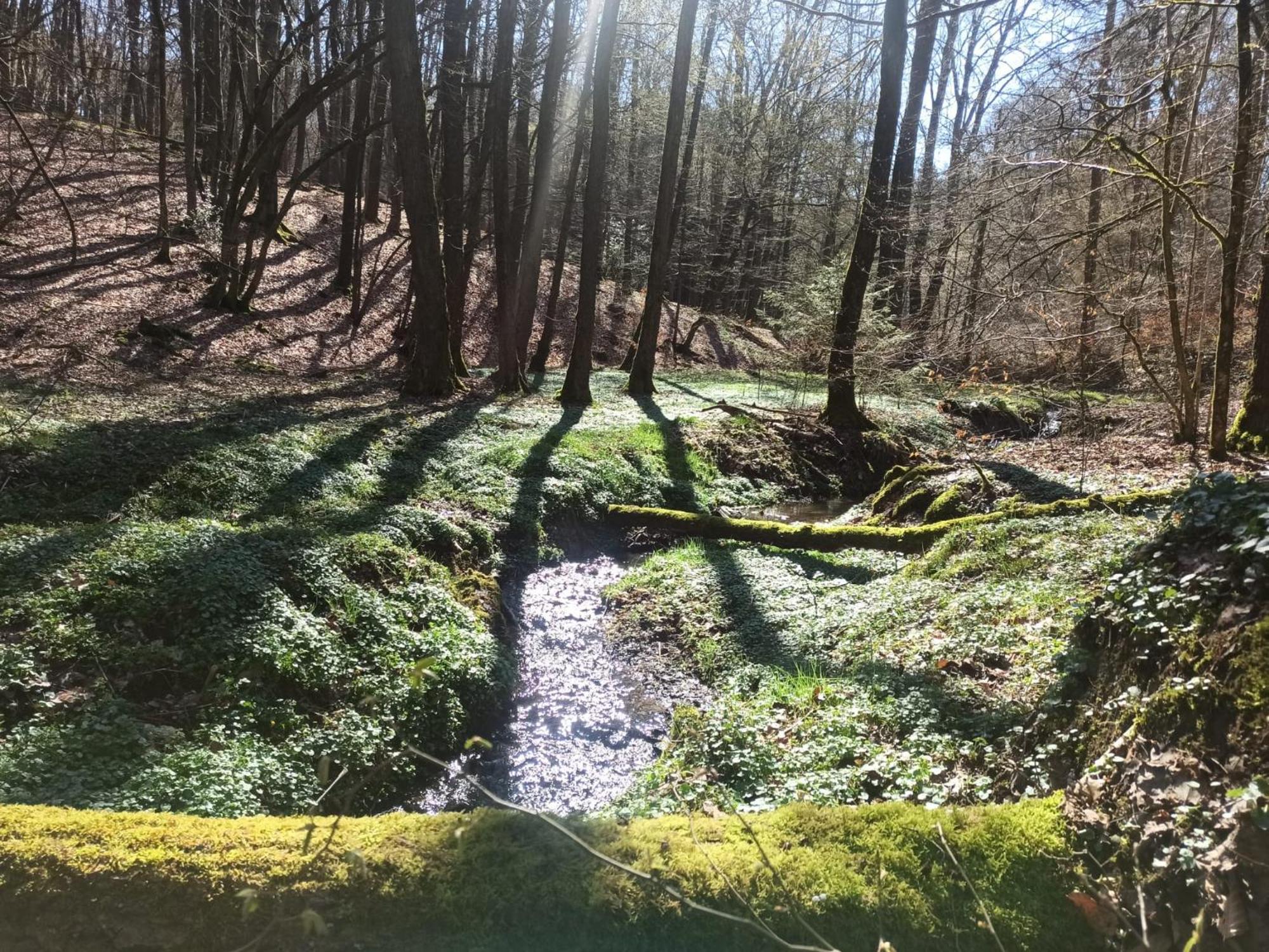 Wellness Ferienwohnung Biene Im Bergischen Land 머치 외부 사진